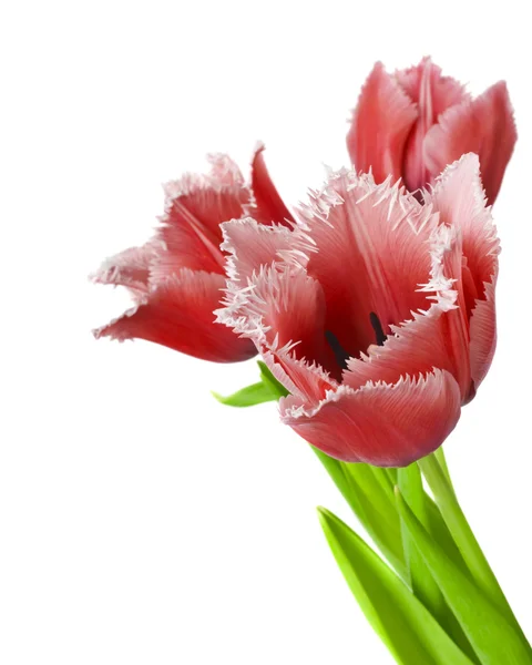 Tulipes rouges sur fond blanc — Photo