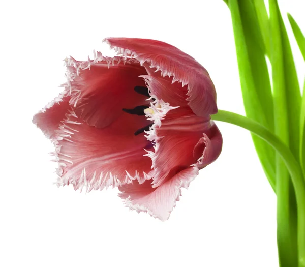 Hermoso tulipán sobre un fondo blanco —  Fotos de Stock