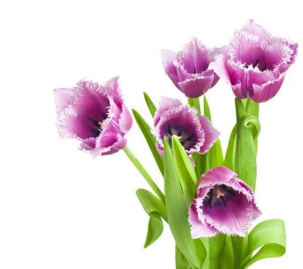 Schöner Strauß Tulpen auf weißem Hintergrund — Stockfoto