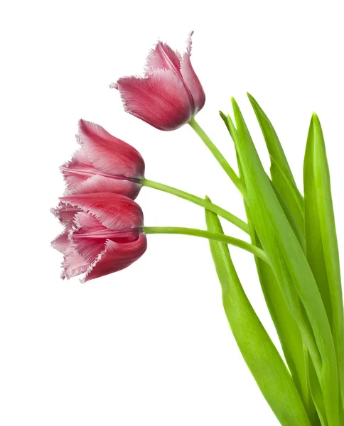 Rote Tulpen auf weißem Hintergrund — Stockfoto