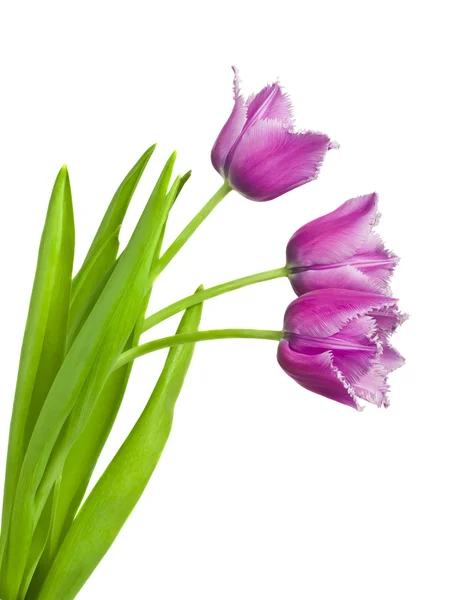 Schöner Strauß Tulpen auf weißem Hintergrund — Stockfoto