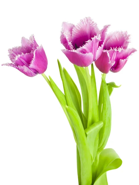 Beautiful bouquet of tulips on a white background — Stock Photo, Image