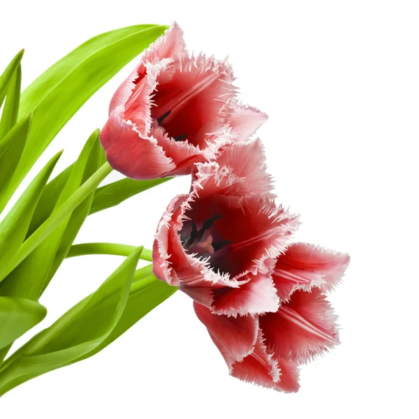 Tulipani rossi su sfondo bianco — Foto Stock