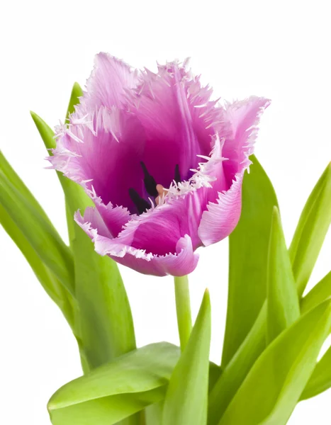 Roze tulpen op witte achtergrond — Stockfoto