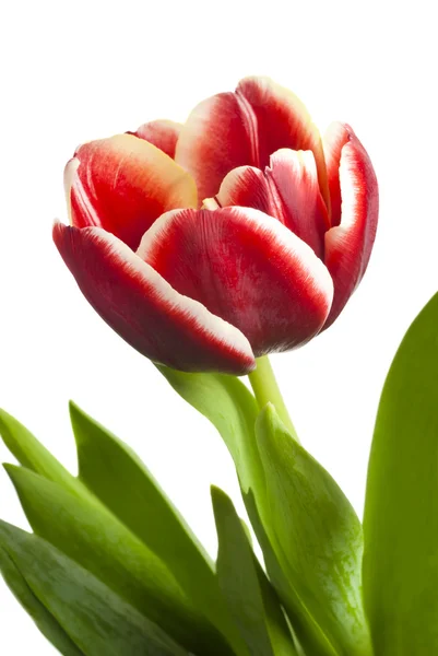 Rote Tulpe auf weißem Hintergrund — Stockfoto