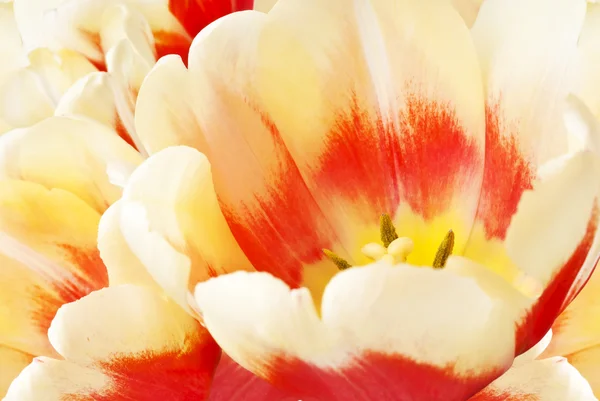 Tulipanes primer plano sobre un fondo blanco en enfoque suave —  Fotos de Stock