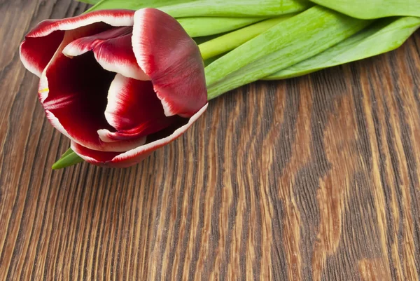 Tulipán sobre tablas de madera viejas — Foto de Stock