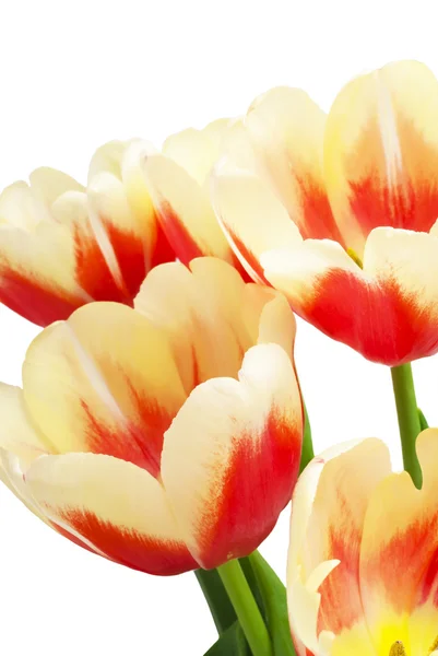 Closeup tulipány na bílém pozadí v měkké zaměření — Stock fotografie