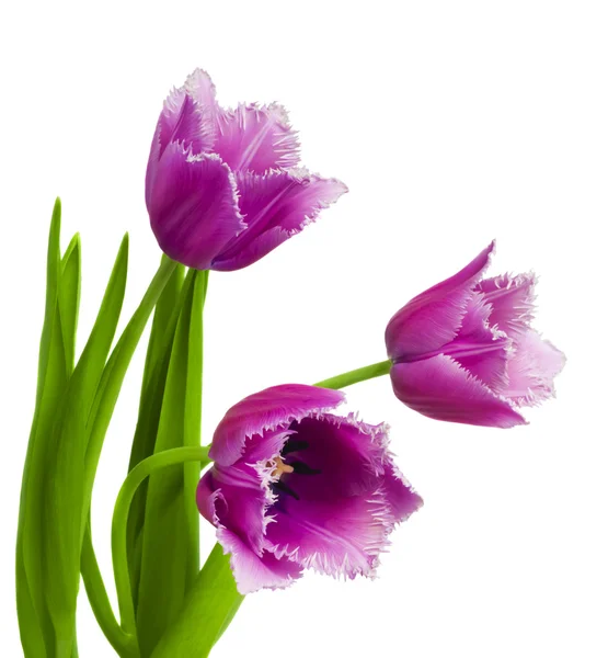 Schöner Strauß Tulpen auf weißem Hintergrund — Stockfoto