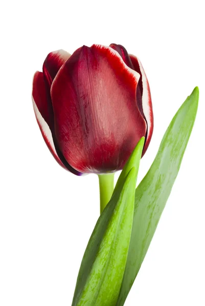 Red tulip on white background — Stock Photo, Image