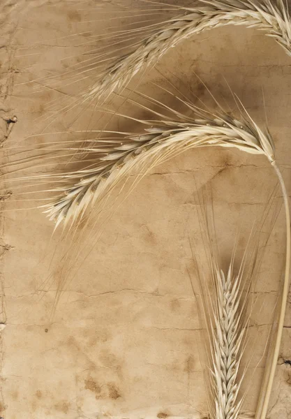 Papel velho com trigo e espigas de centeio — Fotografia de Stock