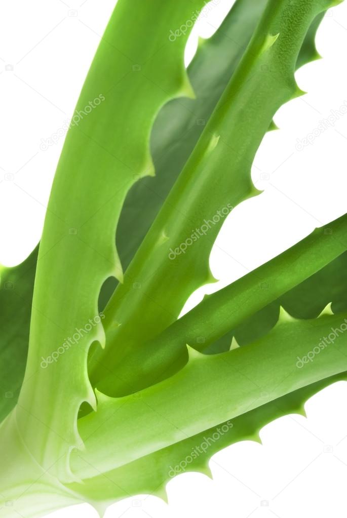 Green leaves of aloe plant close up