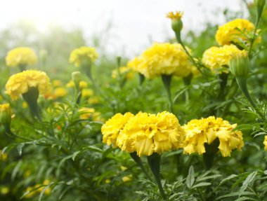 sarı çiçek arka plan