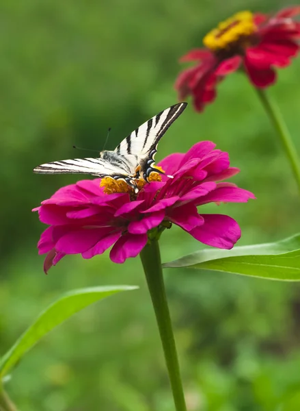 Butterfly landing on flower — Stock Photo, Image