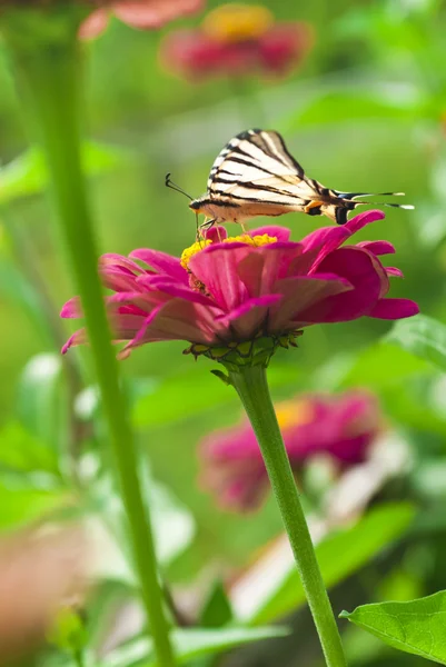 Mariposa aterrizando en flor — Foto de Stock