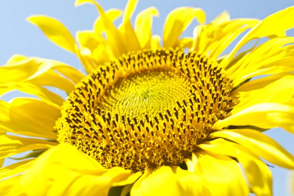 Abstrakt bakgrund med solrosor över blå moln himlen — Stockfoto