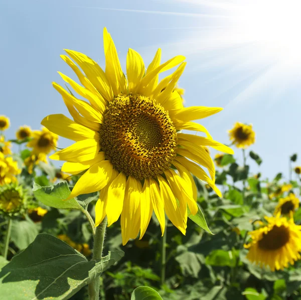 Sunflower field — Stock Photo, Image