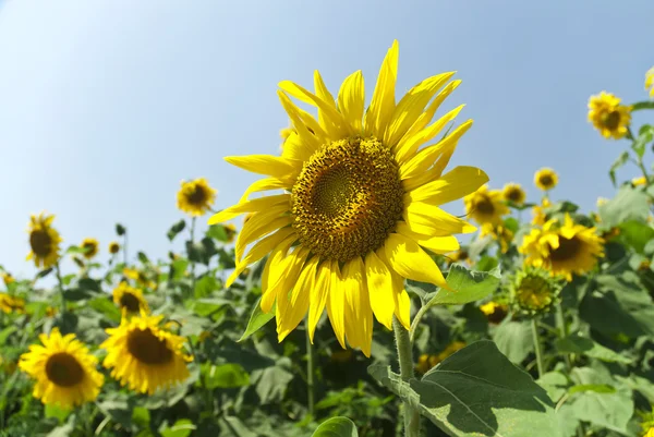 Campo de girassol — Fotografia de Stock