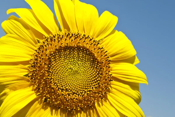 Campo di girasole — Foto Stock