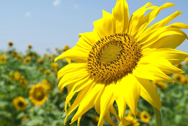 Sunflower field — Stock Photo, Image