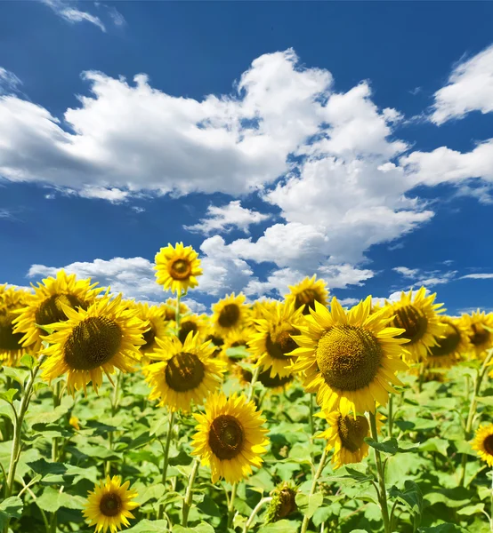 Sonnenblumenfeld — Stockfoto