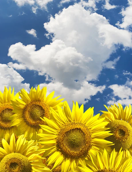 Abstract background with sunflowers over blue clouds sky — Stock Photo, Image