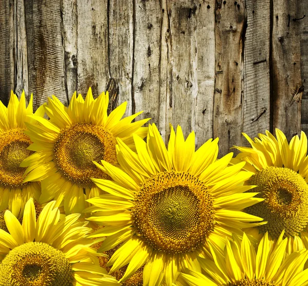 Textur mit Sonnenblumen — Stockfoto