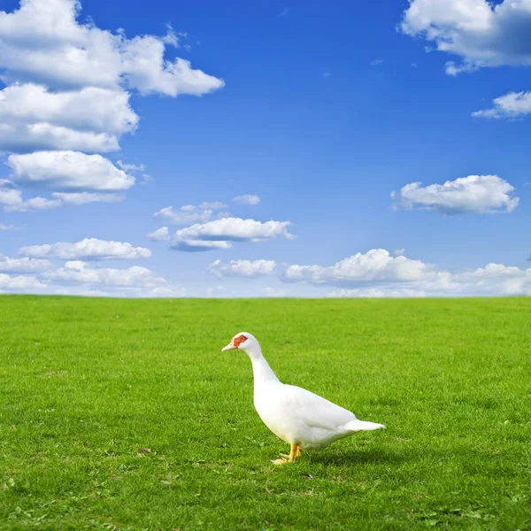 Duck on a green meadow under a cloudy sky — Stock Photo, Image