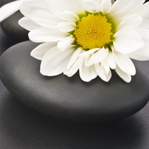 Spa still life with white flowers — Stock Photo, Image