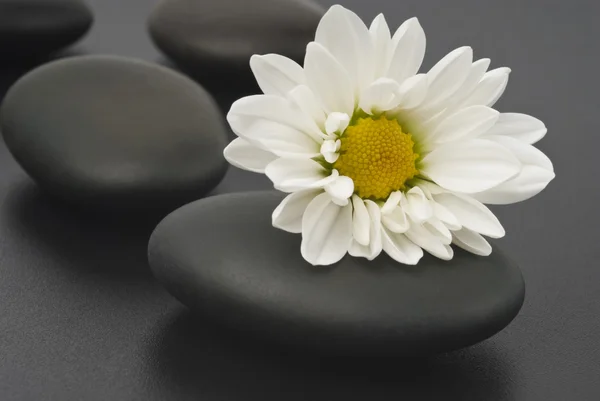 Wellness-Stillleben mit weißen Blumen — Stockfoto