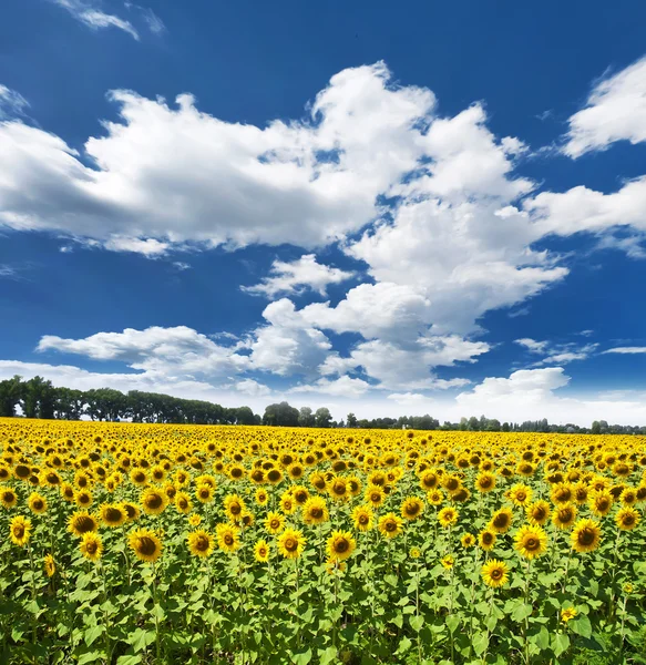 Sunflower field — Stock Photo, Image