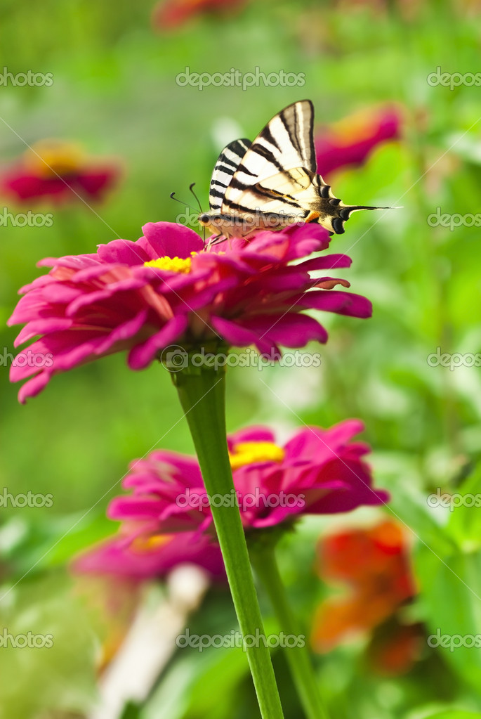 Butterfly landing on flower — Stock Photo © ulkan 37137959