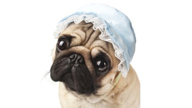 pug blue Cap Close-Up
