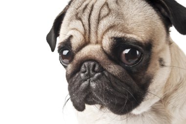 Pug 'a yakın çekim