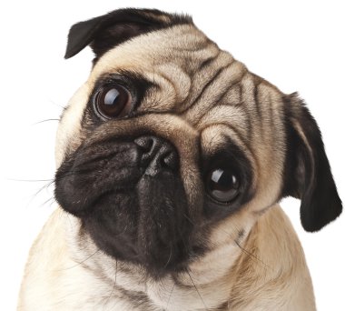Pug 'a yakın çekim