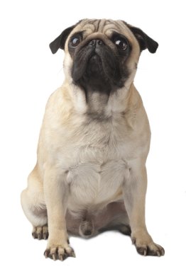 Pug 'a yakın çekim