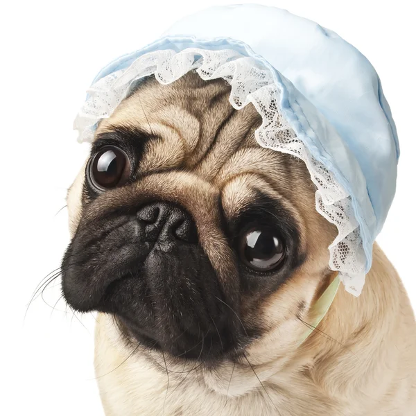 Close-up of Pug in blue cap — Stockfoto