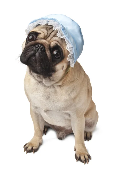 Nahaufnahme eines Mops mit blauer Mütze — Stockfoto