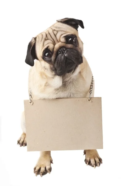 Primer plano de Pug con un cartel —  Fotos de Stock