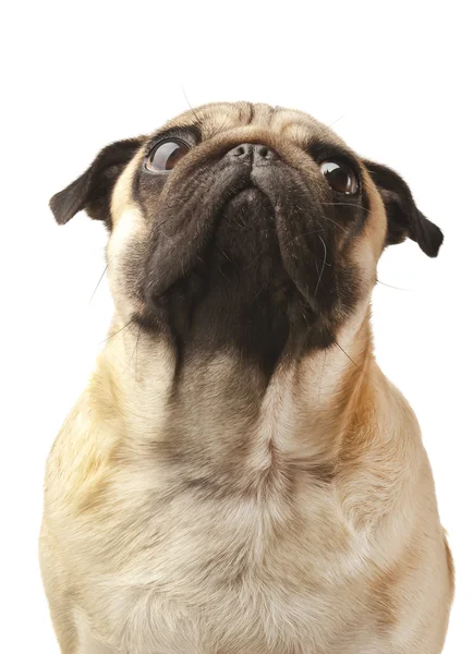 Close-up van Pug — Stockfoto