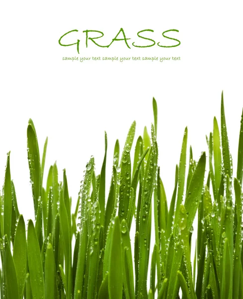Gras geïsoleerd op wit — Stockfoto