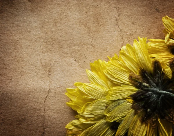 Flor seca sobre el fondo de papel viejo —  Fotos de Stock