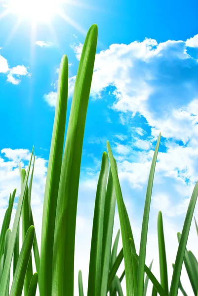 Green grass against the sky — Stock Photo, Image