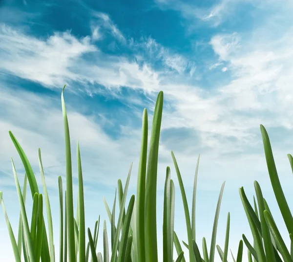 Groen gras tegen de lucht — Stockfoto