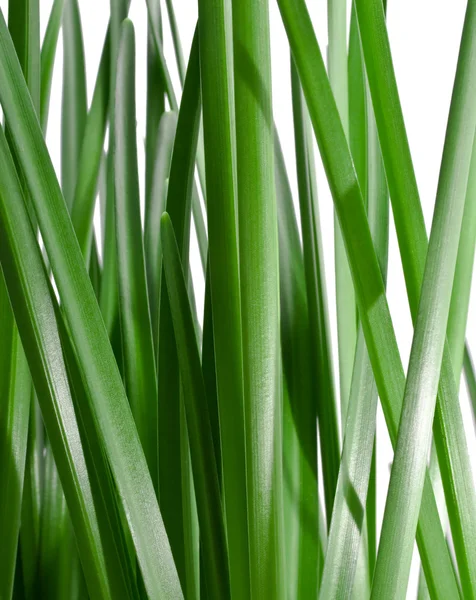 Fresh green grass background — Stock Photo, Image