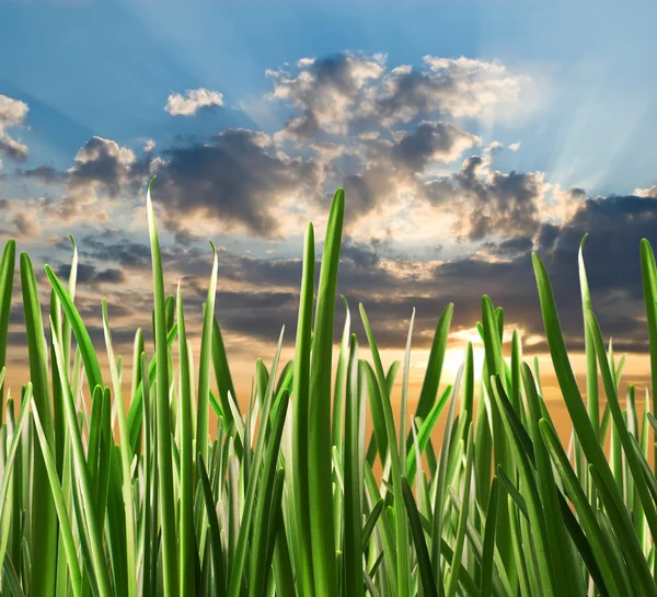Hierba verde contra el cielo — Foto de Stock