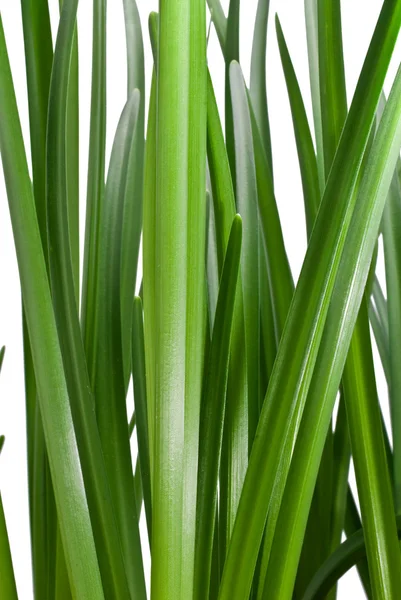 Fresh green grass background — Stock Photo, Image