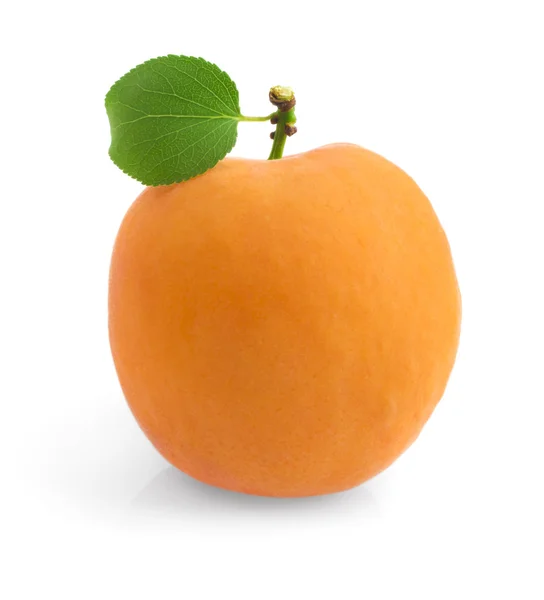 Fresh ripe apricot — Stock Photo, Image
