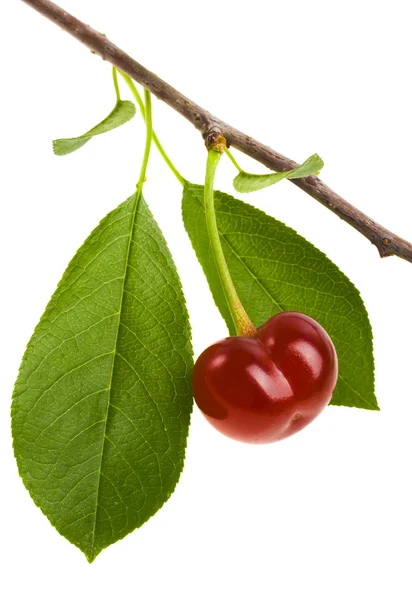 Cherries with leaf isolated on a white background — Stock Photo, Image