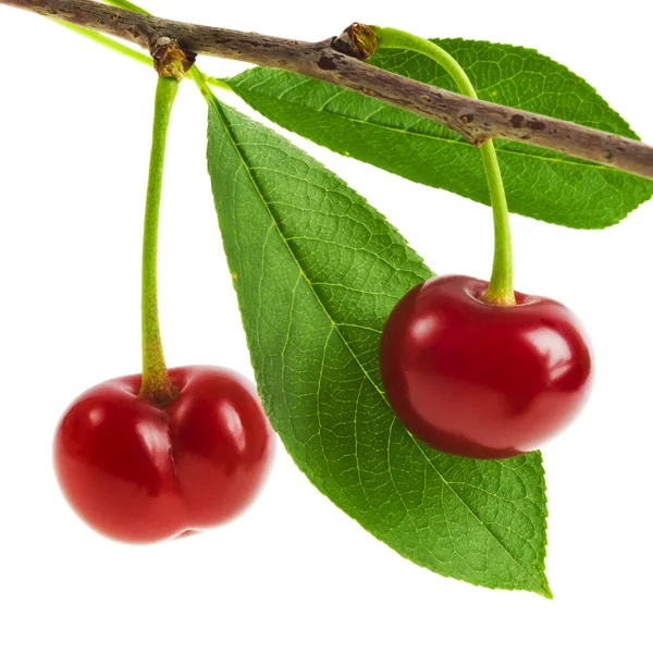 Cerises à feuilles isolées sur fond blanc — Photo